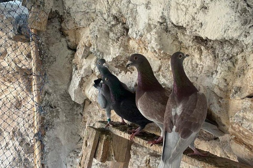 Essaouira Berber Cooking Class & Organic Farm Tour Al Aaila Farm 5