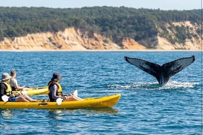 Rainbow Beach: Whale Watching Ocean Kayak Tour & Beach 4X4 3