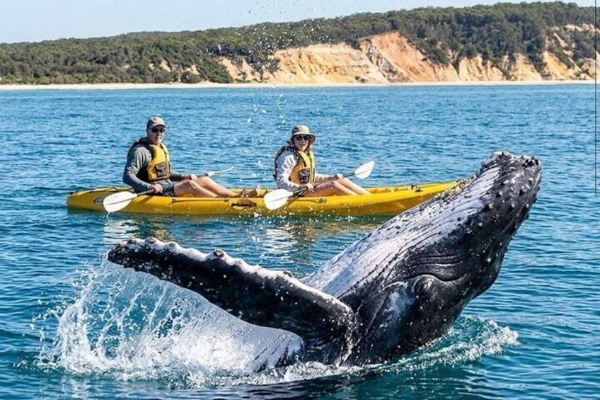 Rainbow Beach: Whale Watching Ocean Kayak Tour & Beach 4X4 2