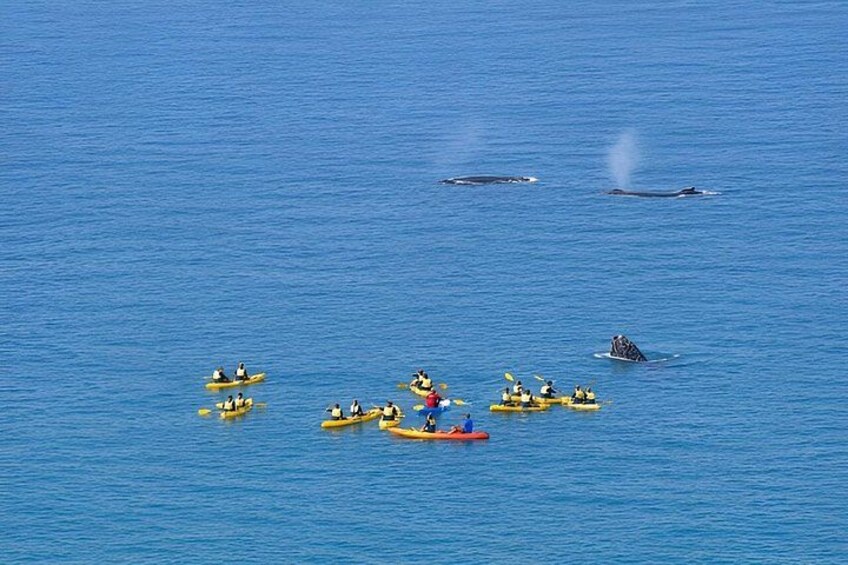 Un grupo de kayaks amarillos sobre aguas azules y tranquilas, con ballenas a lo lejos. 2