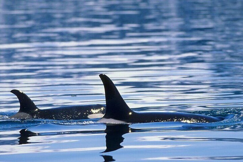 Dos orcas nadando en aguas tranquilas con un reflejo nítido en la superficie. 3