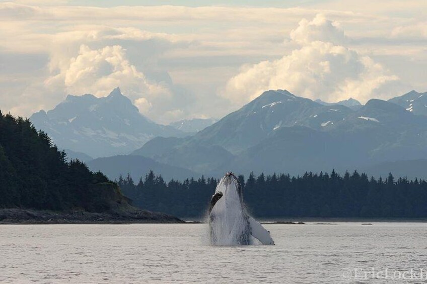 A whale breaching the water with mountains in the background. 1