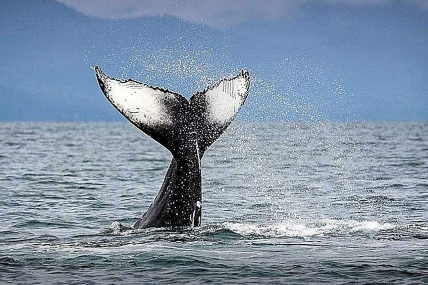 La cola de una ballena emergiendo del agua, creando un chapoteo. 2