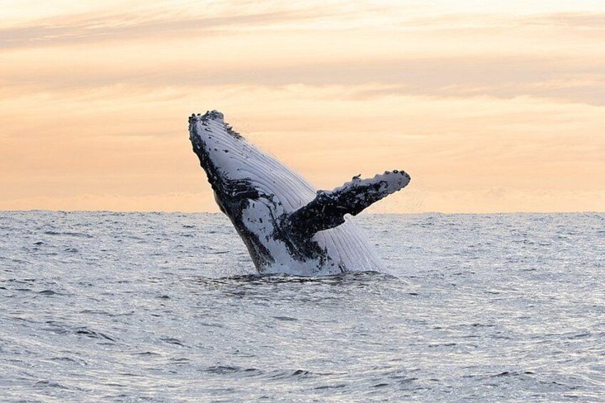 Juneau Whale Watch Adventure 2