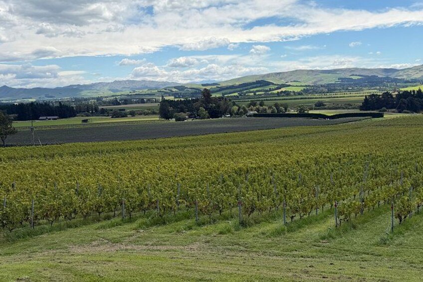 Waipara Valley Winery Tour Wine Tastings and Scenic Views 3