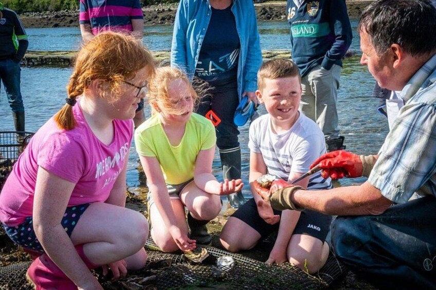 Oyster farm tour & tasting with local expert Clew Bay County Mayo 4