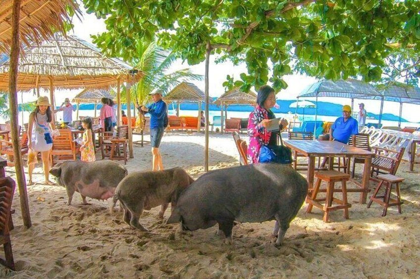 Pig Island (Koh Mudsum) and Koh Tan Tour with Meal from Koh Samui 3