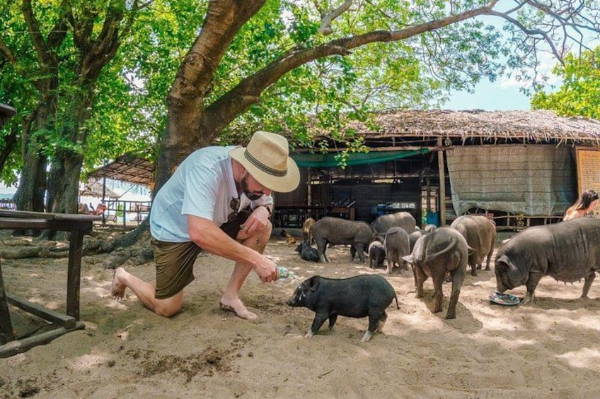 A person interacting with pigs in a sandy enclosure with trees and a hut in the background. 2