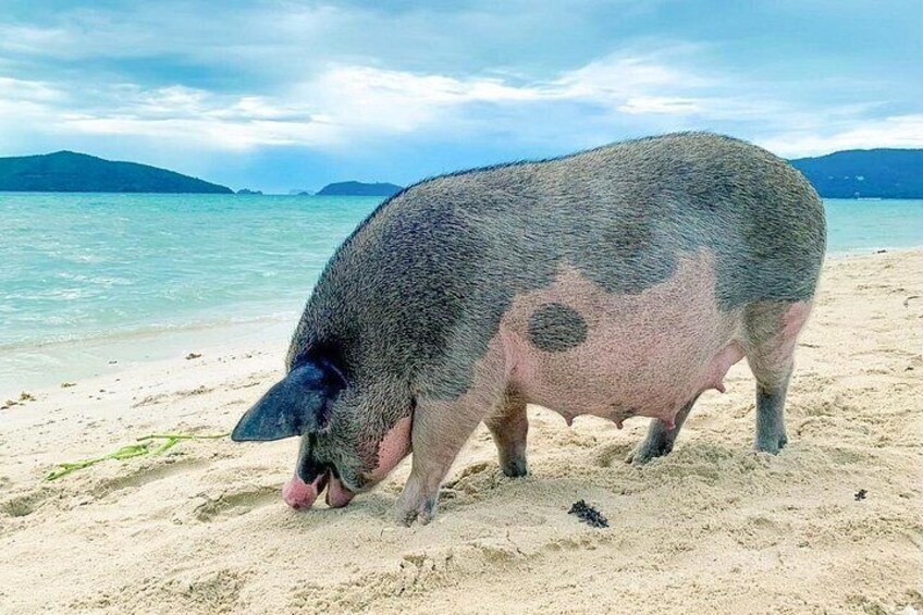 Pig Island (Koh Mudsum) and Koh Tan Tour with Meal from Koh Samui 2