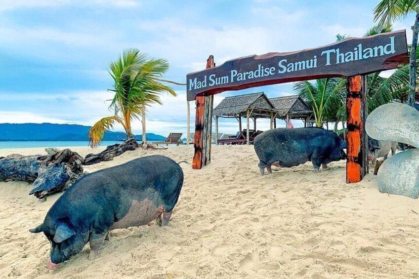 Pig Island (Koh Mudsum) and Koh Tan Tour with Meal from Koh Samui 5