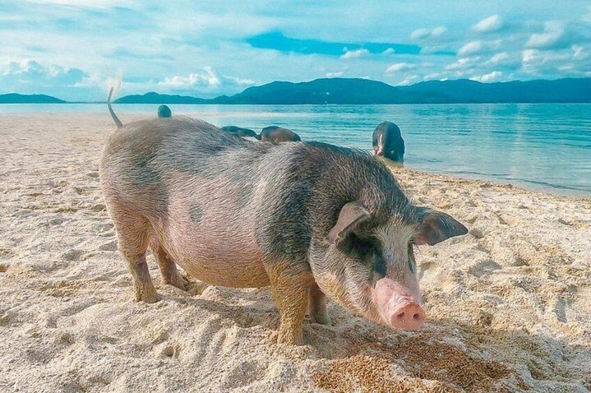 Pig Island (Koh Mudsum) and Koh Tan Tour with Meal from Koh Samui 4