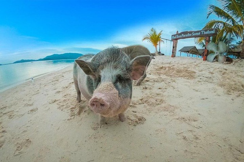 Pig Island, Koh Mat Sum, and Koh Tan Tour from Koh Samui 1