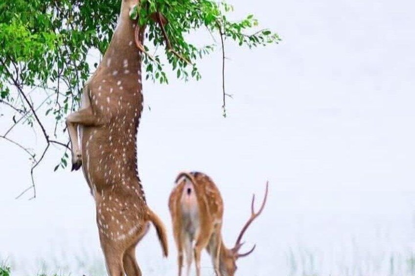Un cerf sautant d’un arbre, un autre cerf se tenant à proximité, et un champ herbeux en arrière-plan. 3