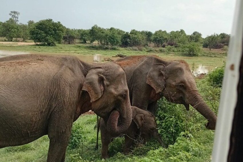 Trois éléphants dans un champ herbeux, avec des arbres en arrière-plan. 4