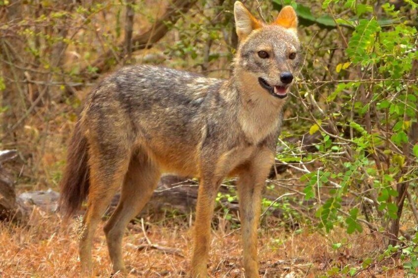 Un coyote dans une zone boisée, caractérisée par un feuillage dense et de l’herbe sèche. 2