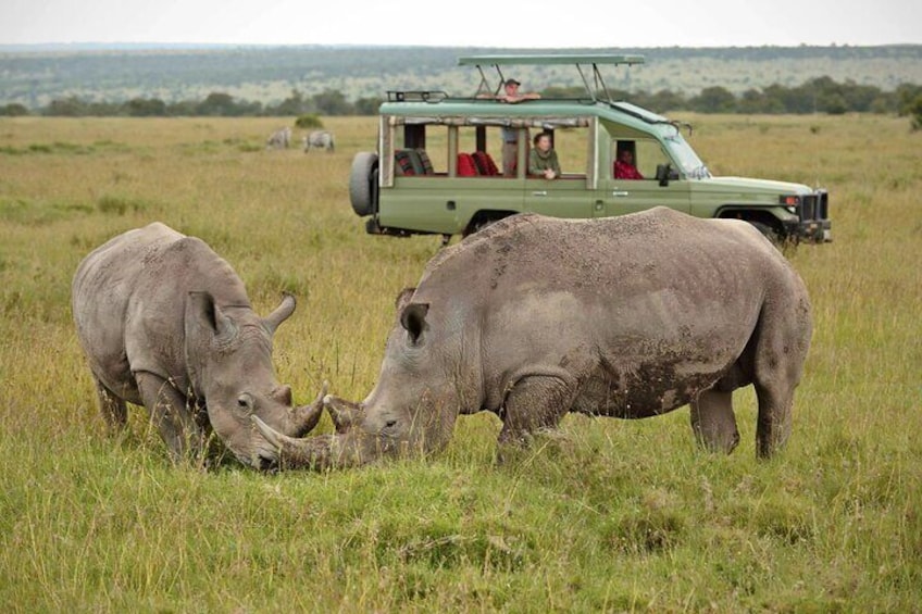 From Nairobi Ol Pejeta Conservancy Private Day Tour 1