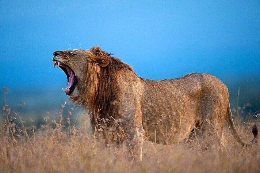 A lion with an open mouth, standing in a grassy field with a clear blue sky in the background. 3
