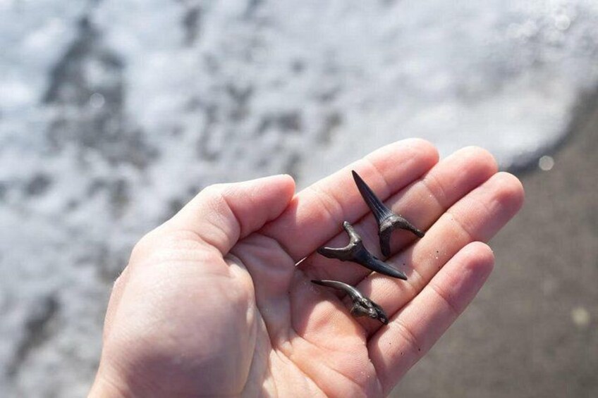 Shark Tooth and Shell Hunting Tour in Charleston, SC 1