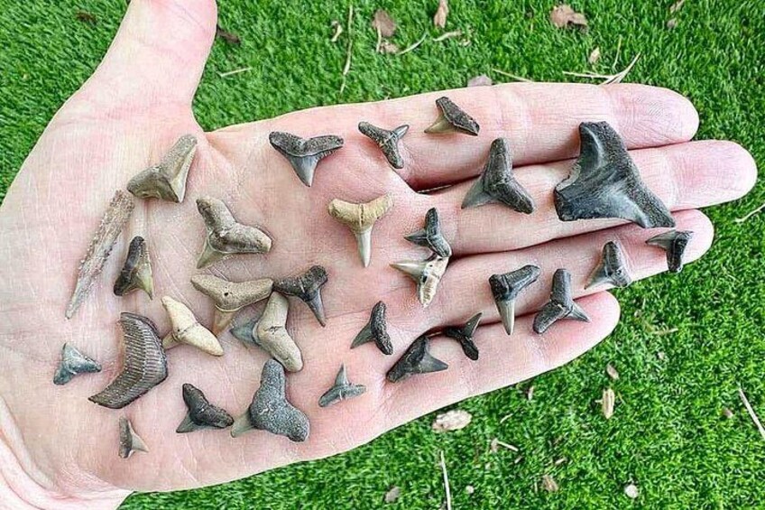 Shark Tooth and Shell Hunting Tour in Charleston, SC 3