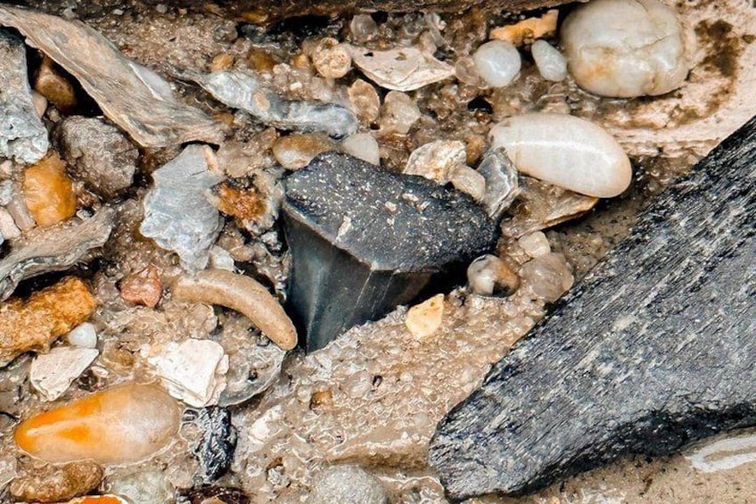 Shark Tooth and Shell Hunting Tour in Charleston, SC 2