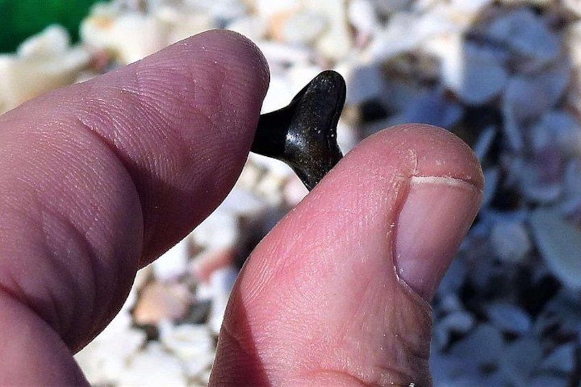 Shark Tooth and Shell Hunting Tour in Charleston, SC 5
