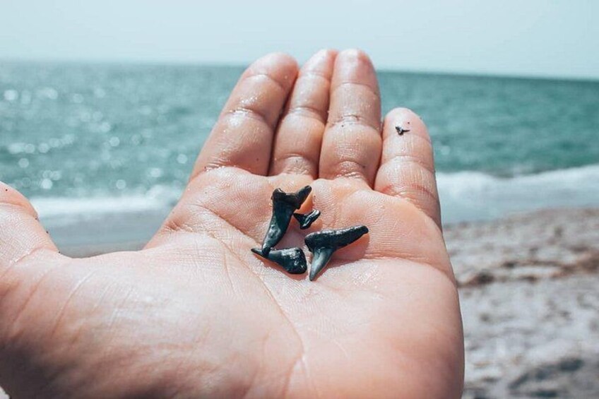 Shark Tooth and Shell Hunting Tour in Charleston, SC 4