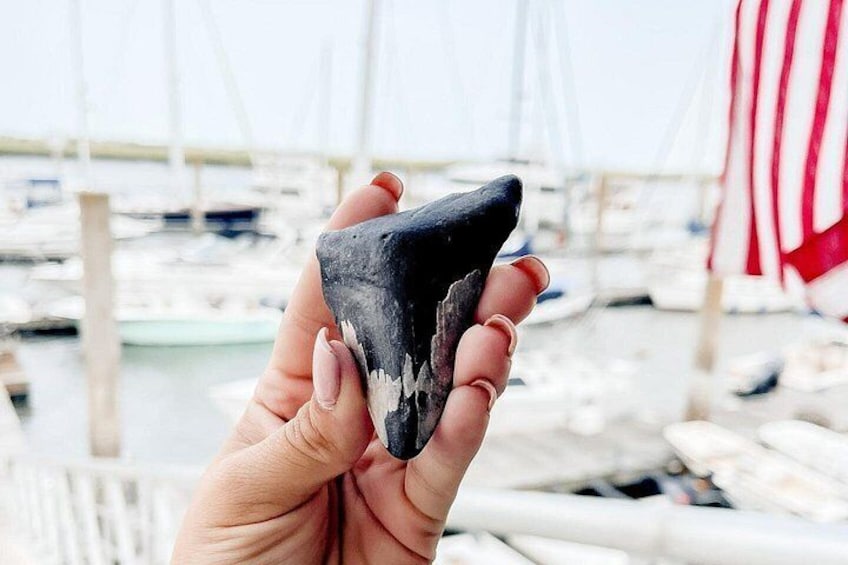 Shark Tooth and Shell Hunting Tour in Charleston, SC 3