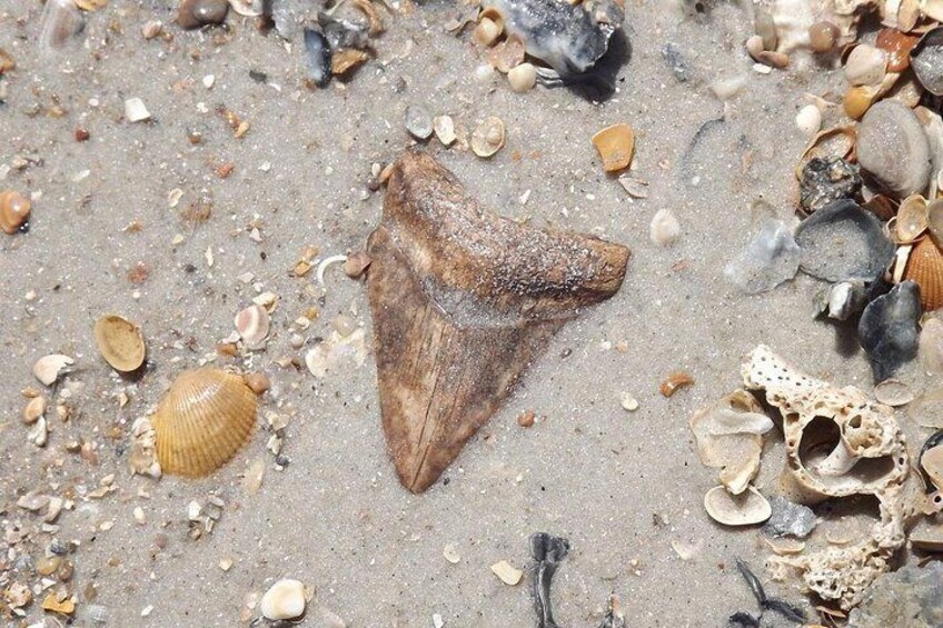 Shark Tooth and Shell Hunting Tour in Charleston, SC 2