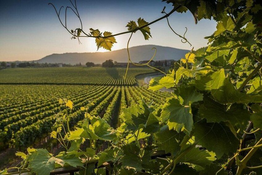 Tuscany Private Day Tour from Florence 3