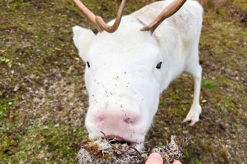 A white cow with horns eating grass. 3