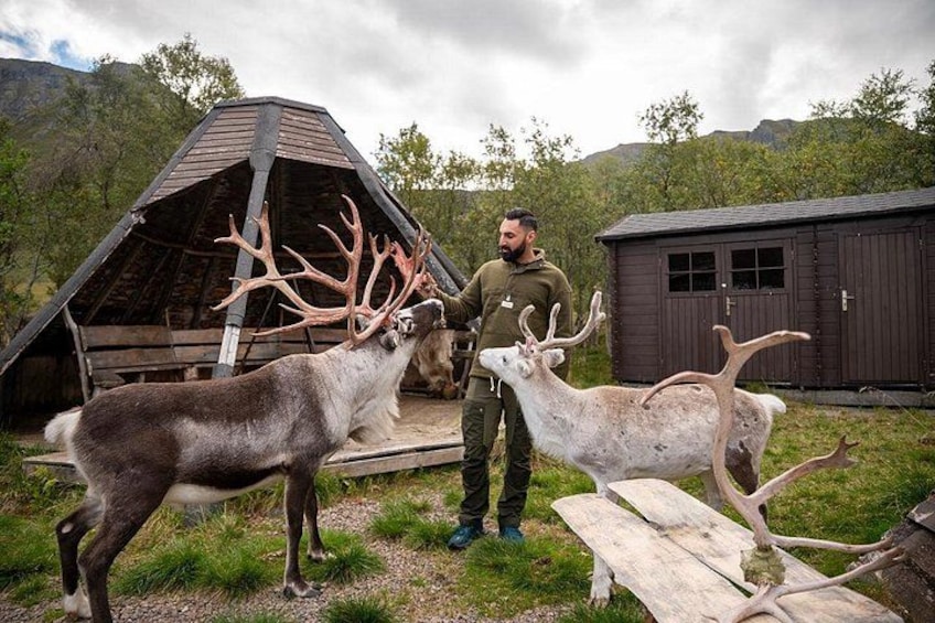 A man with two deer with large antlers, a wooden structure, and a shed in a grassy outdoor setting. 5
