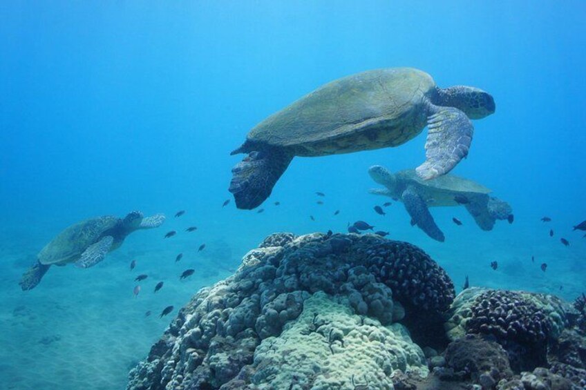 Une tortue de mer nageant près d’un récif corallien. 2