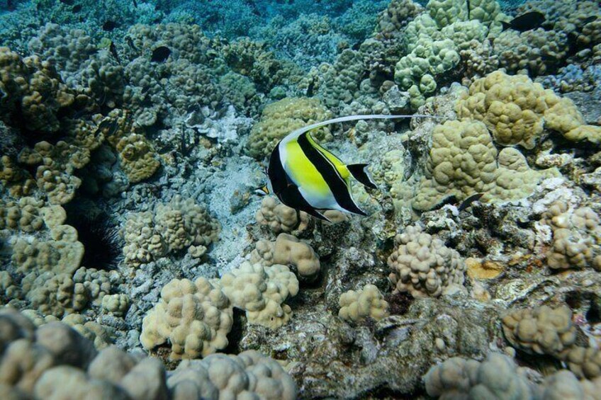 Mala Wharf Lahaina Jet Scooter Snorkeling Small Group with Photos 4