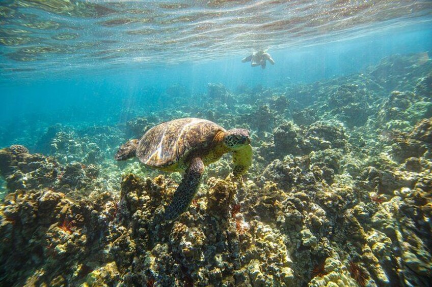 Une tortue de mer nageant près d’un récif corallien. 3