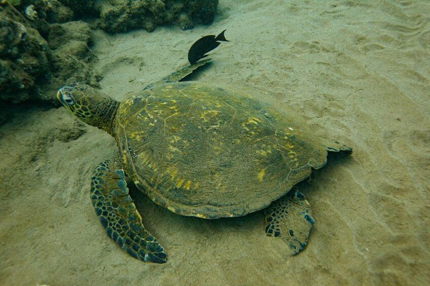 Une tortue de mer sur un fond marin sablonneux, avec des rochers en arrière-plan. 5