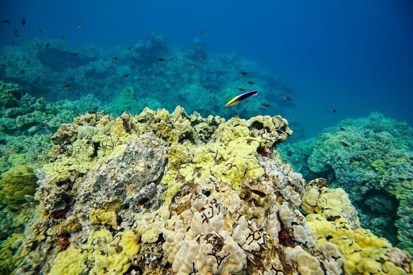 Mala Wharf Lahaina Jet Scooter Snorkeling Small Group with Photos 2