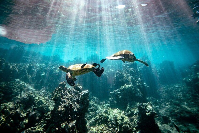 Deux tortues de mer nagent sous l’eau, la lumière du soleil filtrant à travers l’eau. 4