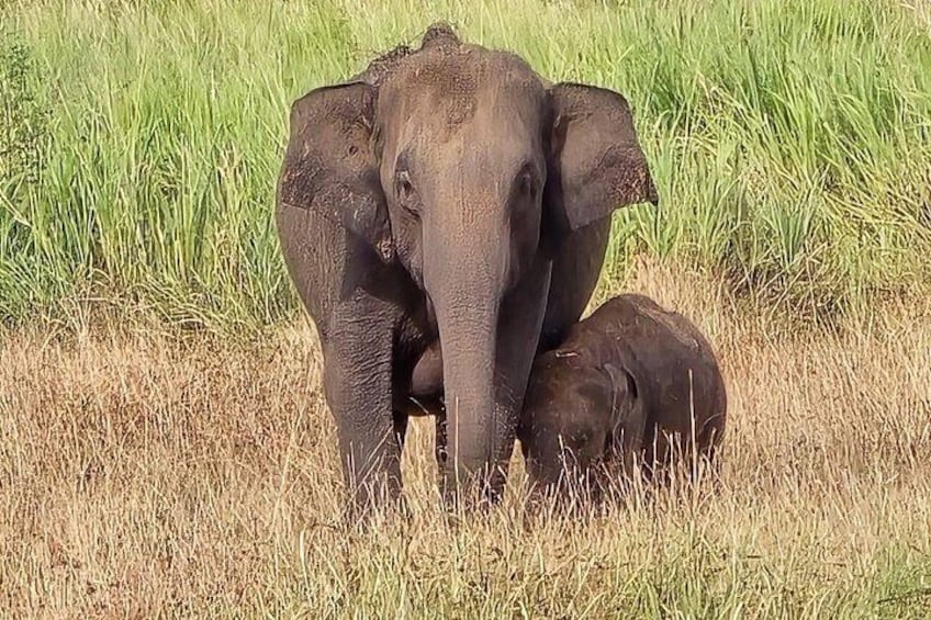 Un elefante adulto y un ternero en un campo de hierba. 4