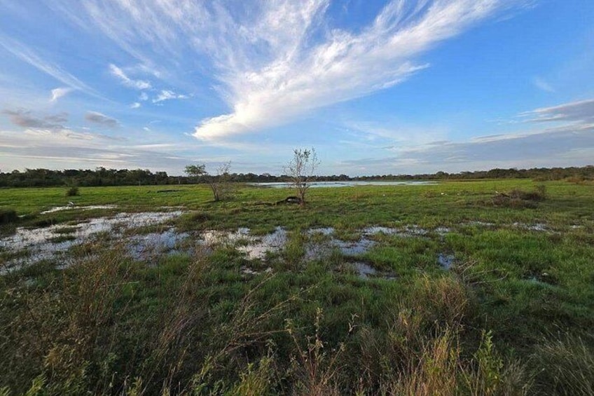 Un paisaje de humedal con vegetación escasa, cielo despejado y una lejana línea de árboles. 3