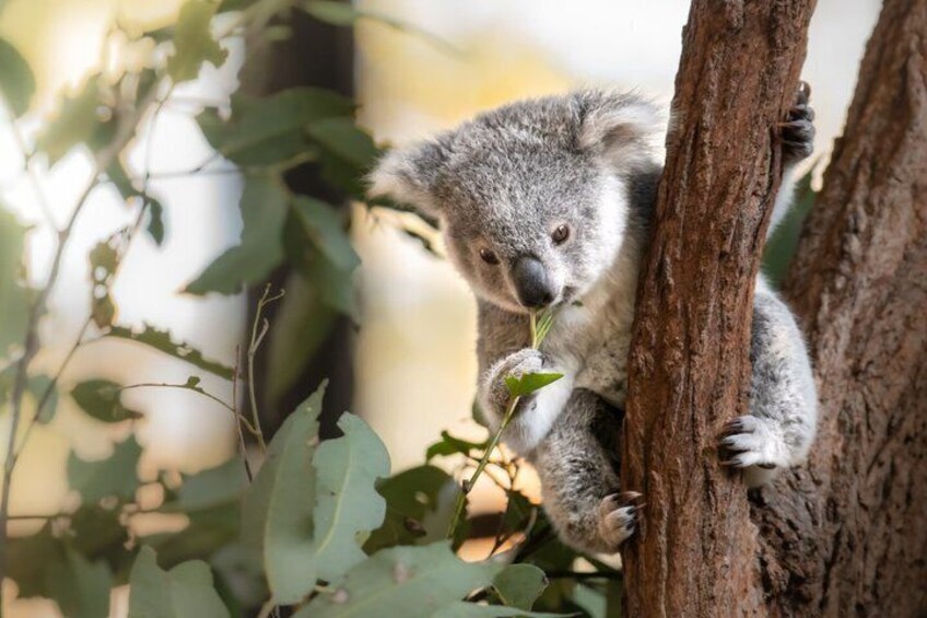 Australia Zoo Private Group Tour from Brisbane 4