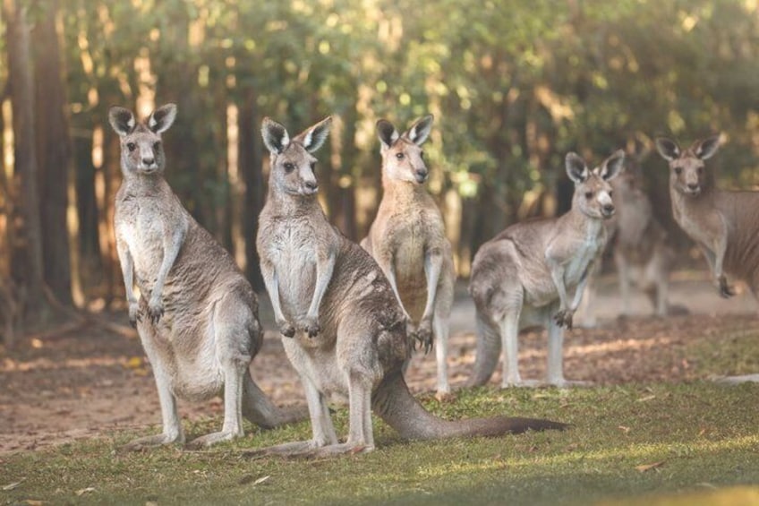 Australia Zoo Private Group Tour from Brisbane 3