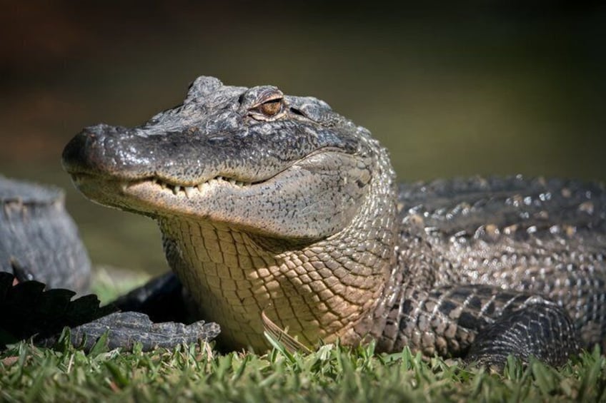 Australia Zoo Private Group Tour from Brisbane 5