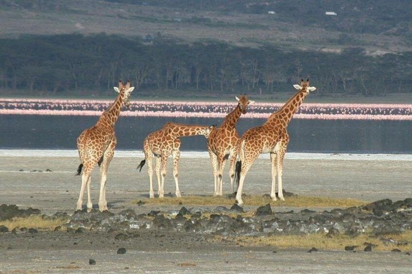 Quatre girafes se tiennent sur une côte rocheuse, avec une étendue d’eau et des flamants roses en arrière-plan. 2
