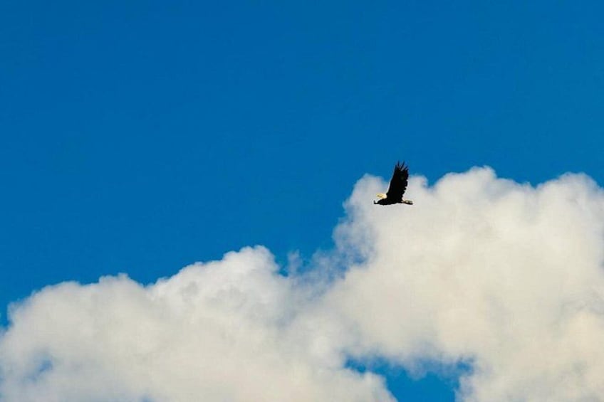 Ein Vogel fliegt über den Wolken in blauem Himmel. 4