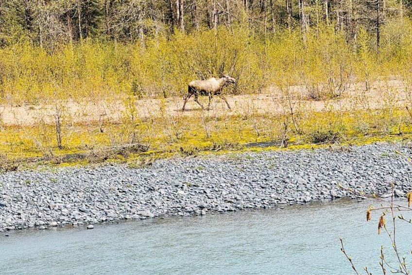 Ein Fluss mit steiniger Uferböschung und einem Elch in bewaldeter Landschaft. 5