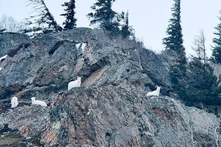 Ein felsiger Berg mit weißen Tieren darauf. 2