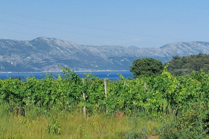 Korčula Island Half Day Tour with a Local Guide 4