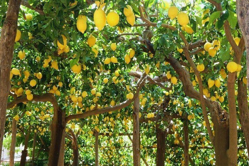 Breathing in the sweet scent of the Amalfi Coast on the Path of the Lemons. 1