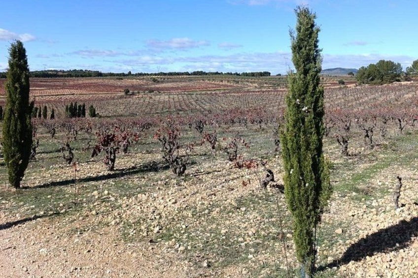 A vineyard with rows of grapevines and tall cypress trees. 5