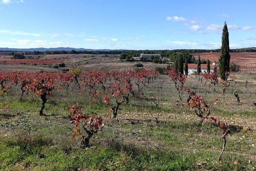 A vineyard with rows of grapevines, a clear sky, and distant hills. 3